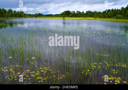 europa, schweden, provinz dalarna, orsa-finnmark, See im hamra-Nationalpark, Fagelsjö, Schachtelhalm und nautische Rosenblätter am Seeufer Stockfoto