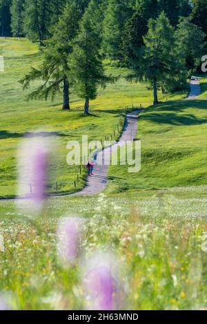 seiser alm,kastelruth,Südtirol,provinz bozen,italien. Wanderer unterwegs auf der seiser alm Stockfoto