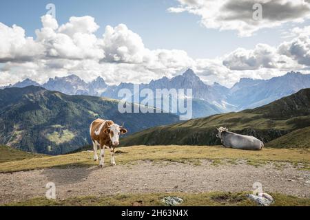 Zwei Kühe auf dem thurntaler rundweg, im Hintergrund die sextner dolomiten, Talstadt sillian, osttirol, bezirk lienz, tirol, österreich Stockfoto