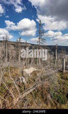 deutschland, sachsen-anhalt, brocken, wernigerode, schierke, tote Bäume Stockfoto