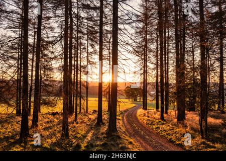 deutschland, thüringen, masserberg, heubach, Sonne scheint zwischen toten Bäumen, rennsteig-Umgebung, Sonnenaufgang, Silhouetten, Rücklicht Stockfoto