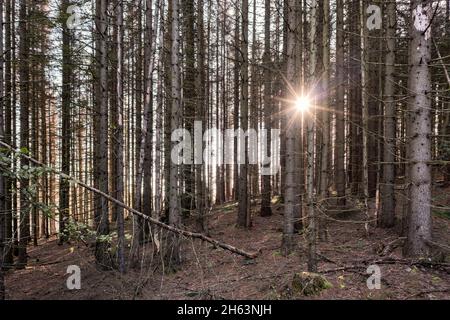 deutschland, thüringen, masserberg, heubach, Sonne scheint zwischen toten Bäumen, rennsteigegebiet, Rücklicht Stockfoto