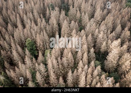 deutschland, thüringen, masserberg, heubach, Tote Bäume, schräge Ansicht, Luftaufnahme Stockfoto