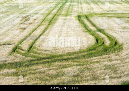 Der Traktor fährt in einem Getreidefeld. Stockfoto