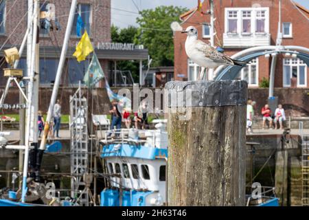 deutschland, niedersachsen, ostfriesland, neuharlingersiel im Fischereihafen. Stockfoto