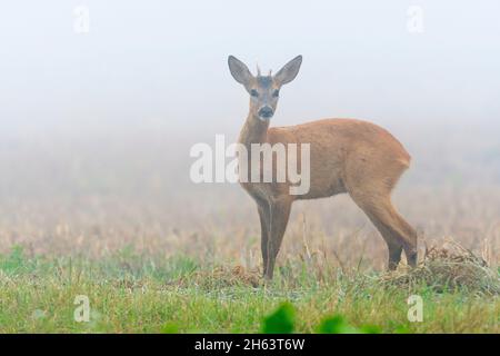 roebuck (Capreolus capreolus) im Nebel auf einem Stoppelfeld, Jahrling, august, Sommer, hessen, deutschland Stockfoto