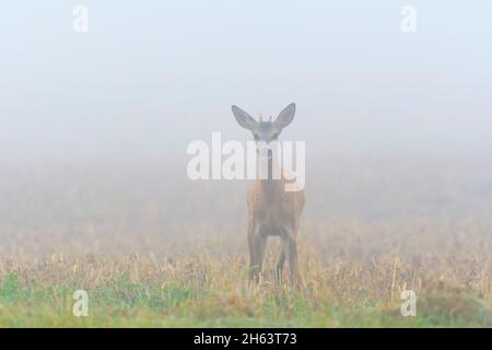 roebuck (Capreolus capreolus) im Nebel auf einem Stoppelfeld, Jahrling, august, Sommer, hessen, deutschland Stockfoto