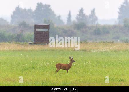 roebuck (capreolus capreolus) im Regen auf einer Wiese, im Hintergrund ein beweglicher Hochsitz, August, Sommer, hessen, deutschland, europa Stockfoto
