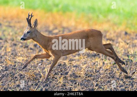 roebuck (Capreolus capreolus) auf einem Stoppelfeld, august, Sommer, hessen, deutschland Stockfoto