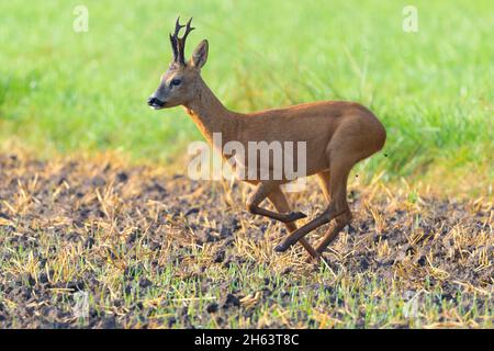 Roebuck (Capreolus capreolus) auf einem Stoppelfeld laufen, August, Sommer, hessen, deutschland, europa Stockfoto