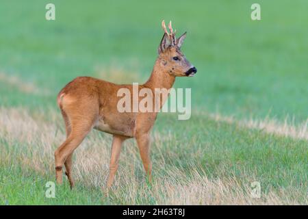 roebuck (Capreolus capreolus) auf einer Wiese,august,Sommer,hessen,deutschland Stockfoto