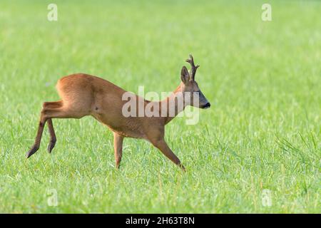 roebuck (Capreolus capreolus) auf einer Wiese,august,Sommer,hessen,deutschland Stockfoto