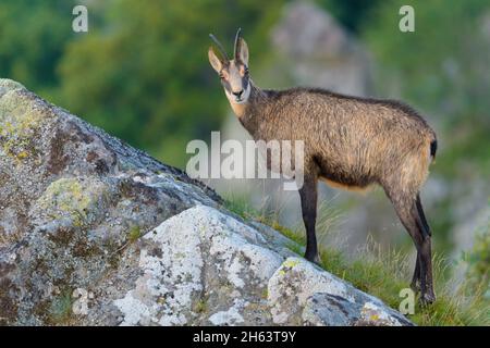 Gämsen in einem Berghang,rupicapra rupicapra,Herbst,vogesen,frankreich,europa Stockfoto