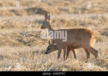 Rehe (Capreolus capreolus) auf einem Stoppelfeld, Rehe mit Rehkitz, august, Sommer, hessen, deutschland Stockfoto