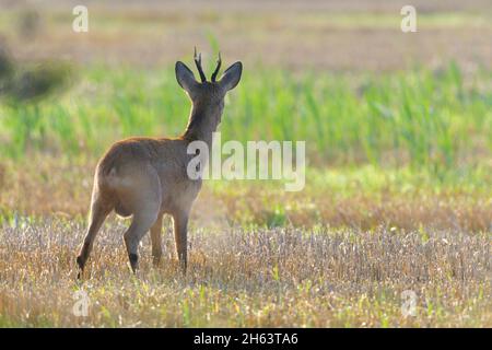 roebuck (Capreolus capreolus) auf einem Stoppelfeld, august, Sommer, hessen, deutschland Stockfoto