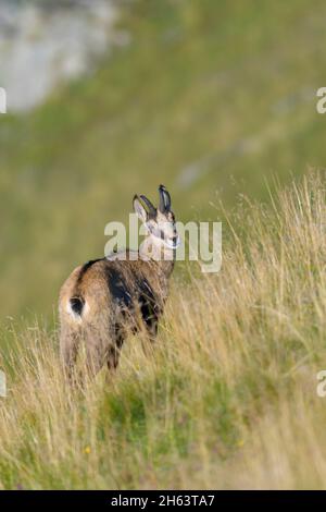 Gämsen, rupicapra rupicapra, Herbst, vogesen, frankreich, europa Stockfoto