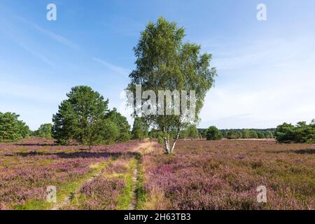 Weg durch die behringer heide,blühende Heide und Birken,Naturschutzgebiet bei behringen bei bispingen,naturpark lüneburger Heide,deutschland,niedersachsen Stockfoto