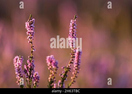 Blüten von Heidekraut (calluna vulgaris) leuchten im Morgenlicht,behringer heide,Naturschutzgebiet bei behringen bei bispingen,naturpark lüneburger Heide,deutschland,niedersachsen Stockfoto