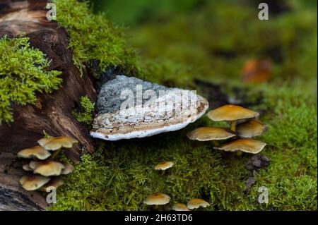 Pilze und Moos haben sich auf einem Baumstumpf niedergelassen, im Wald bei totengrund, Naturschutzgebiet bei bispingen, Naturpark lüneburger Heide, deutschland, niedersachsen Stockfoto