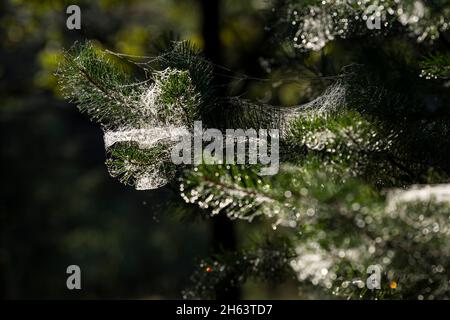 Die Zweige einer Kiefer sind mit Spinnweben bedeckt, Tautropfen lassen die Spinnfäden im Hintergrund leuchten, im Wald am totengrund, Naturschutzgebiet bei bispingen, Naturpark lüneburger Heide, deutschland, niedersachsen Stockfoto