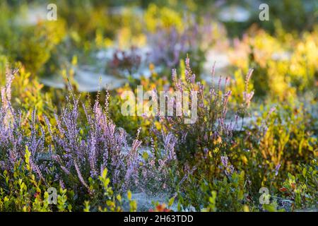 Blühende Heidekraut (calluna vulgaris) und Heidelbeersträucher leuchten in der Morgensonne,totengrund,Naturschutzgebiet bei wilsede bei bispingen,naturpark lüneburger Heide,deutschland,niedersachsen Stockfoto