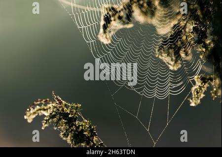 Eine Spinne hat ihr Netz in einen Wacholderbusch gewoben, Tautropfen lassen die Spinnfäden im Gegenlicht leuchten, Morgenlicht, behringer heide, Naturschutzgebiet bei behringen bei bispingen, Naturpark lüneburger Heide, deutschland, niedersachsen Stockfoto