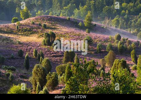 Blühende Heidekraut (calluna vulgaris) bedeckt den Boden im Totengrund, dazwischen Wacholderbüsche, Morgenlicht, Naturschutzgebiet bei wilsede bei bispingen, Naturpark lüneburger Heide, deutschland, niedersachsen Stockfoto