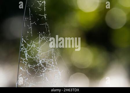 Im Gras hängt ein Spinnennetz mit Tau-Tropfen, im Wald bei totengrund, Naturschutzgebiet bei bispingen, naturpark lüneburger Heide, deutschland, niedersachsen Stockfoto