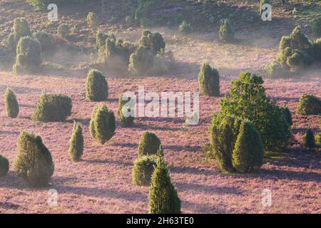 Blühende Heidekraut (calluna vulgaris) bedeckt den Boden im Totengrund, dazwischen Wacholderbüsche, der Bodennebel verdunstet in der Sonne, Morgenlicht, Naturschutzgebiet bei wilsede bei bispingen, Naturpark lüneburger Heide, deutschland, niedersachsen Stockfoto