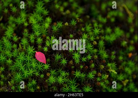 Rote Blatt- und leuchtend grüne Blattsterne des Vieltonmoos (polytrichum) im Wald bei totengrund, Naturschutzgebiet bei bispingen, Naturpark lüneburger Heide, deutschland, niedersachsen Stockfoto