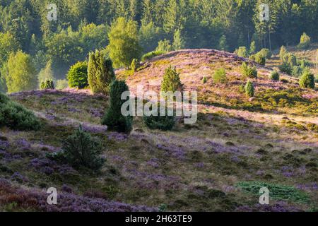 Blühende Heidekraut (calluna vulgaris) bedeckt den Boden im Totengrund, dazwischen Wacholderbüsche, Morgenlicht, Naturschutzgebiet bei wilsede bei bispingen, Naturpark lüneburger Heide, deutschland, niedersachsen Stockfoto