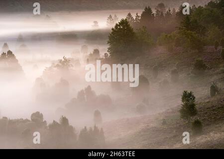 Morgenstimmung im Totengrund, Nebelschleier ziehen durch das Talbecken, Bäume und Wacholderbüsche erscheinen schattig im Nebel, Naturschutzgebiet bei wilsede bei bispingen, Naturpark lüneburger Heide, deutschland, niedersachsen Stockfoto