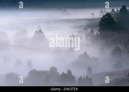 Sonnenaufgang im Totengrund,Nebelwolken umgeben Bäume und Wacholderbüsche,Naturschutzgebiet bei wilsede bei bispingen,naturpark lüneburger Heide,deutschland,niedersachsen Stockfoto