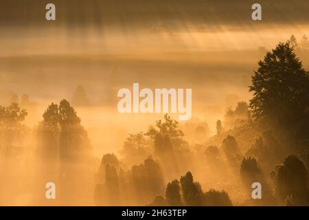 Morgenstimmung im Totengrund,das Licht der aufgehenden Sonne lässt den Nebel golden leuchten,Bäume und Wacholderbüsche werfen Schatten,Naturschutzgebiet bei wilsede bei bispingen,naturpark lüneburger Heide,deutschland,niedersachsen Stockfoto