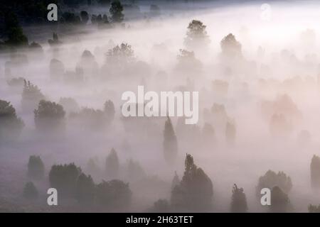 Morgenstimmung im Totengrund,Bäume und Wacholderbüsche erscheinen schattig im Nebel,das Licht der aufgehenden Sonne lässt den Nebel schimmern,Naturschutzgebiet bei wilsede bei bispingen,naturpark lüneburger Heide,deutschland,niedersachsen Stockfoto