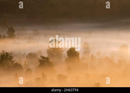 Morgenstimmung im Totengrund, Nebelwolken umgeben Bäume und Wacholderbüsche, das Licht der aufgehenden Sonne lässt den Nebel golden leuchten, Naturschutzgebiet bei wilsede bei bispingen, naturpark lüneburger Heide, deutschland, niedersachsen Stockfoto