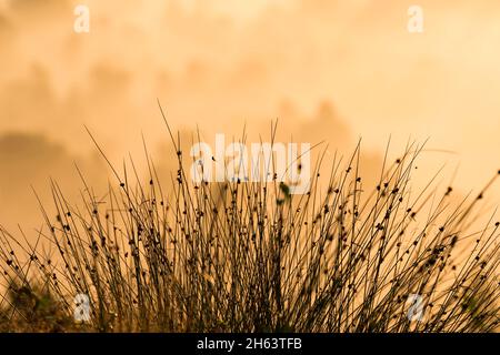 Gräser auf dem Totengrund im Morgenlicht,das Sonnenlicht lässt den Nebel im Hintergrund golden leuchten,Naturschutzgebiet bei wilsede bei bispingen,naturpark lüneburger Heide,deutschland,niedersachsen Stockfoto