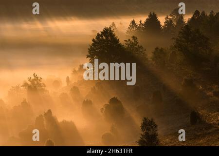 Morgenstimmung im Totengrund,das Licht der aufgehenden Sonne lässt den Nebel golden leuchten,Bäume und Wacholderbüsche werfen Schatten,Naturschutzgebiet bei wilsede bei bispingen,naturpark lüneburger Heide,deutschland,niedersachsen Stockfoto