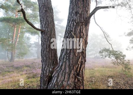 Stamm einer Kiefer, Kiefernwald und blühende Heide in der behringer heide, neblige Stimmung am Morgen, Naturschutzgebiet bei behringen bei bispingen, Naturpark lüneburger Heide, deutschland, niedersachsen Stockfoto