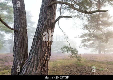 Stamm einer Kiefer, Kiefernwald und blühende Heide in der behringer heide, neblige Stimmung am Morgen, Naturschutzgebiet bei behringen bei bispingen, Naturpark lüneburger Heide, deutschland, niedersachsen Stockfoto