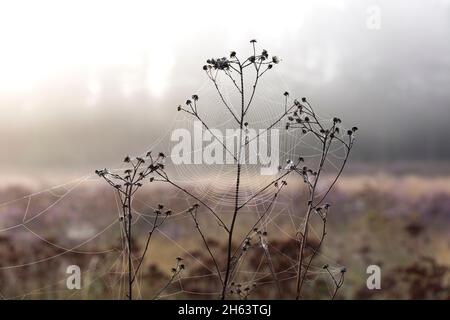 Feine Wassertröpfchen bedecken die Fäden eines Spinnennetzes, neblige Stimmung in der behringer heide,Naturschutzgebiet in der Nähe von behringen bei bispingen,naturpark lüneburger Heide,deutschland,niedersachsen Stockfoto