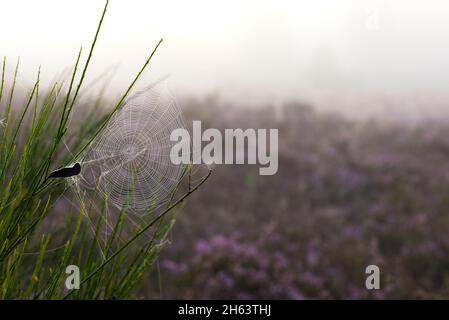 Eine Spinne hat ihr Netz in einem Ginsterbusch gewebt, neblige Stimmung in der behringer heide, Naturschutzgebiet bei behringen bei bispingen, Naturpark lüneburger Heide, deutschland, niedersachsen Stockfoto