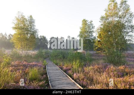 Weg durch die behringer heide,blühende Heide leuchtet im Morgenlicht,isolierte Birken stehen im Heidekraut,neblige Stimmung,Naturschutzgebiet bei behringen bei bispingen,naturpark lüneburger Heide,deutschland,niedersachsen Stockfoto