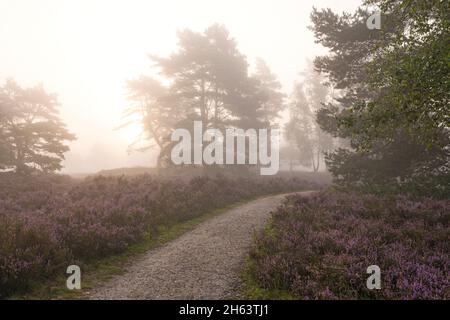 Weg durch die behringer heide,blühende Heide bedeckt den Boden,neblige Stimmung am Morgen,Naturschutzgebiet bei behringen bei bispingen,naturpark lüneburger Heide,deutschland,niedersachsen Stockfoto