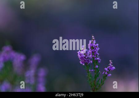 Blüten von Heidekraut (calluna vulgaris) im Morgenlicht,behringer heide,Naturschutzgebiet bei behringen bei bispingen,naturpark lüneburger Heide,deutschland,niedersachsen Stockfoto