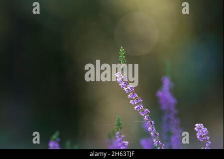 Gewöhnliche Heideblumen (calluna vulgaris) leuchten im Morgenlicht, zarte Spinnweben bedecken die kleinen Blumen, behringer heide, Naturschutzgebiet bei behringen bei bispingen, Naturpark lüneburger Heide, deutschland, niedersachsen Stockfoto