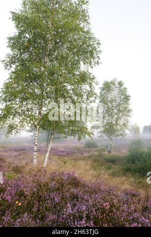 Birken und blühende Heide in der behringer heide, neblige Stimmung am Morgen, Naturschutzgebiet bei behringen bei bispingen, Naturpark lüneburger Heide, deutschland, niedersachsen Stockfoto