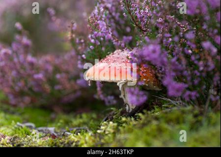 Zwischen den Büschen der Gemeinen Heide (calluna vulgaris) im totengrund, Naturschutzgebiet bei bispingen, Naturpark lüneburger Heide, deutschland, niedersachsen, wächst eine Fliegenagarie (amanita muscaria) Stockfoto