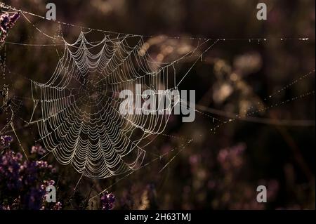 Eine Spinne hat ihr Netz zwischen blühenden Heidesträuchern gewebt, Tautropfen lassen die Spinnfäden im Gegenlicht leuchten, Morgenlicht, behringer heide, Naturschutzgebiet bei behringen bei bispingen, naturpark lüneburger Heide, deutschland, niedersachsen Stockfoto