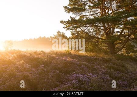 sonnenaufgang in der behringer heide,blühende Heide und Kiefer im Sonnenlicht,Bodennebel,Naturschutzgebiet bei behringen bei bispingen,naturpark lüneburger Heide,deutschland,niedersachsen Stockfoto